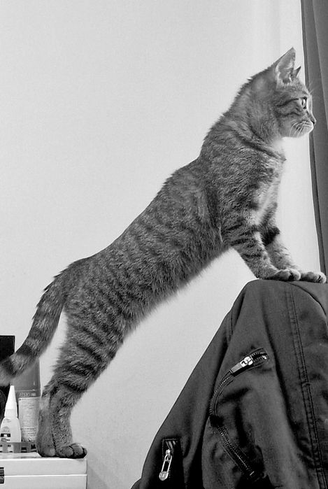 Молодая кошка срочно