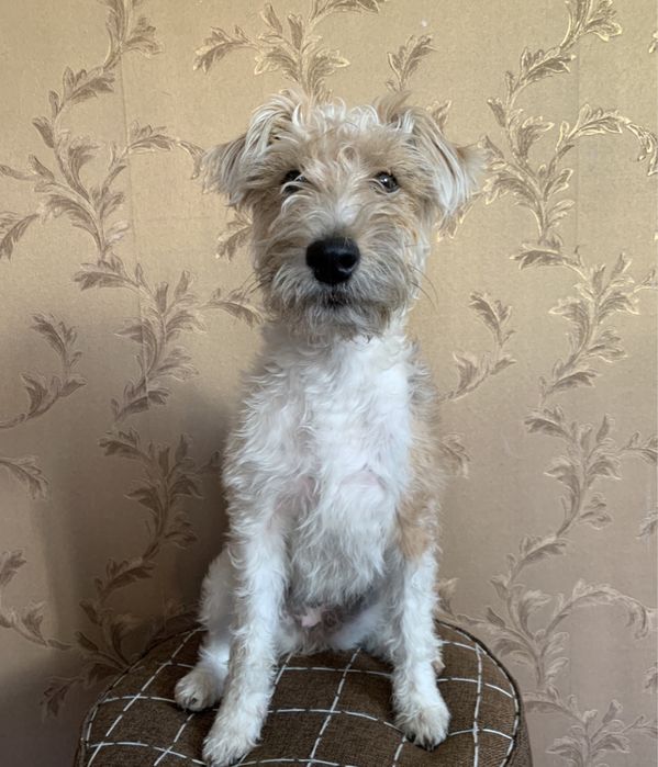 Щенки фокстерьера помесь