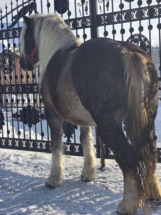 Vând mânză de 4 ani.