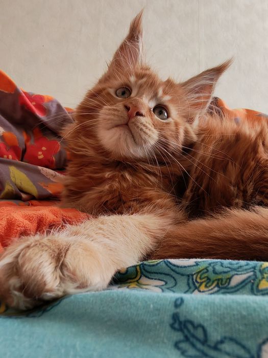 Продажа котят Мейн кунов