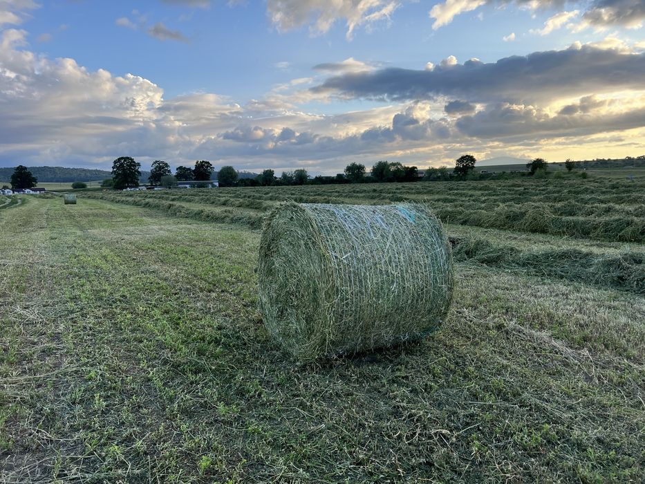 Baloti lucerna bine presati