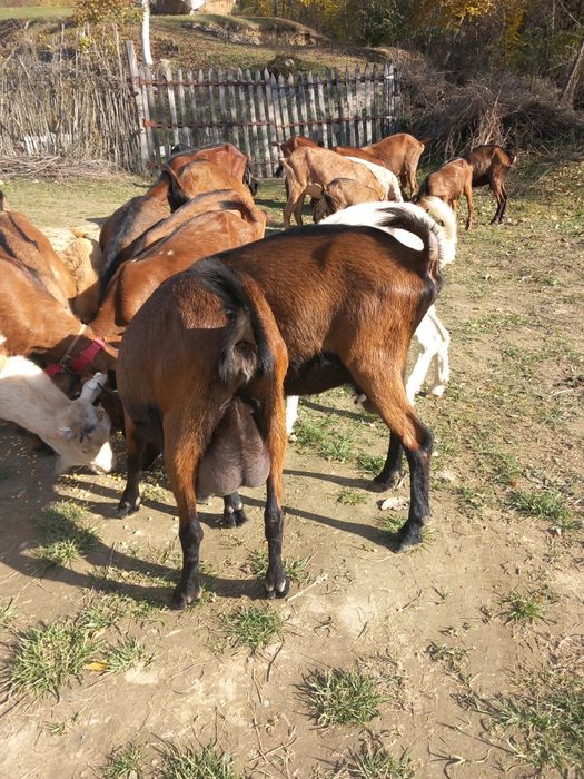 Vand  sau schimb 8  capre sannen și alpina franceză