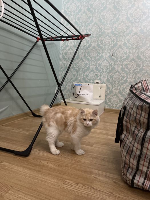 Котенок в добрые руки
