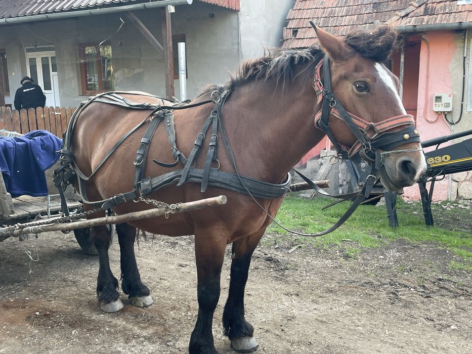 Iapa de vinzare
