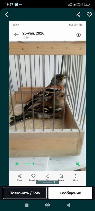 Юрок yrok qush sotiladi