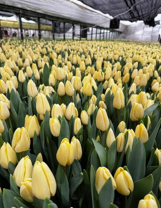 Тюльпаны оптом Белоруссия Степногорск