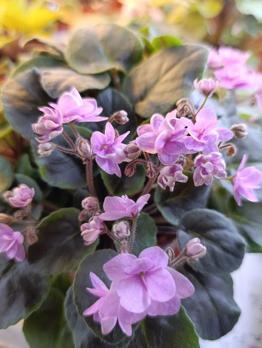 Цветы на подоконнике