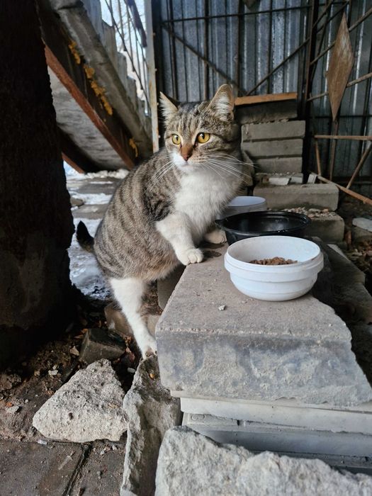 Кошка ищет дом (беременная)