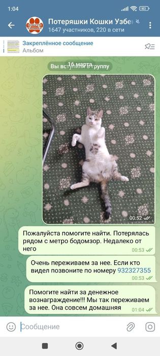 Потерялась кошка   имеется денежное вознаграждение!