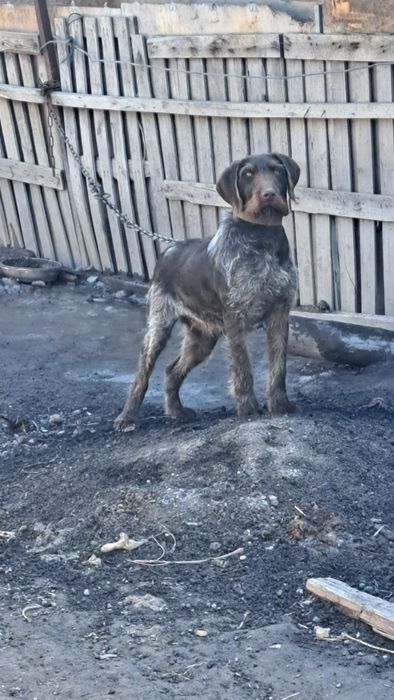 Щенки дойч дратхаар