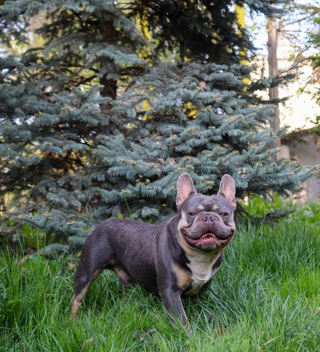 Вязка французский бульдог