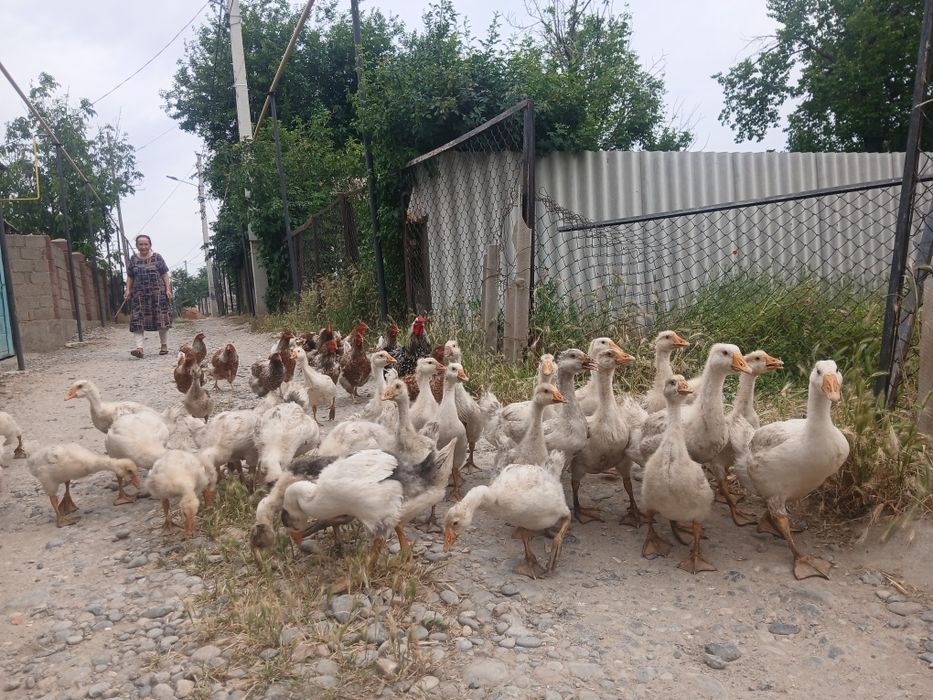 Продаётся гусята