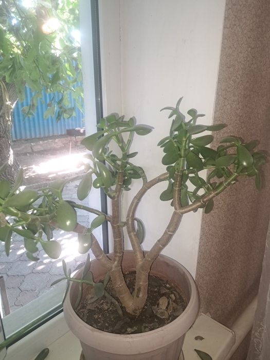Продам алое, денежное дерево