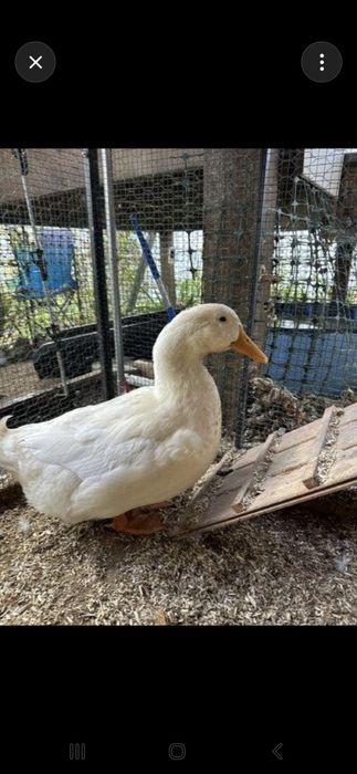 Утки 4месяца на продажу 12шт.