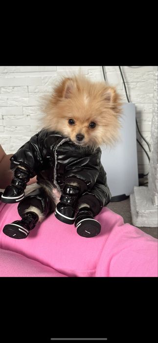 Зимняя куртка для собаки