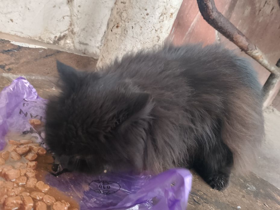 Срочно заберите кошку