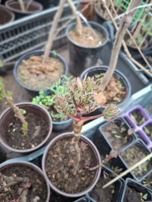 Пионы древовидные,травенистые,клематисы