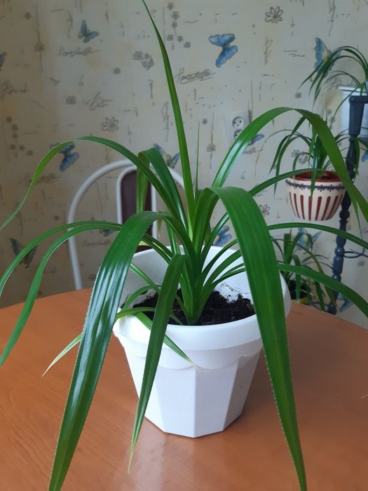 Домашние растения