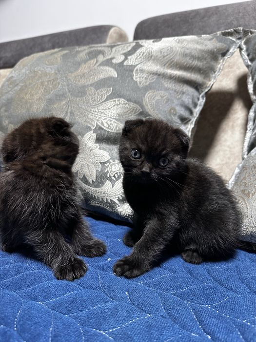 Шотландские котята