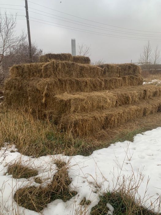 Продам сено продам