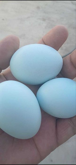 Qora tovuq, Adler tovuq va Qora Uxayl tovuq tuxumlari sotiladi.