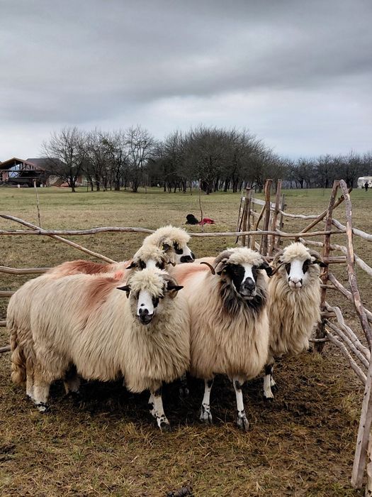 De venzare 5 oi oachese