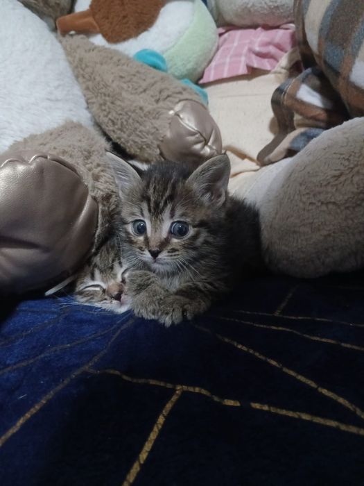Отдам котят в добрые руки