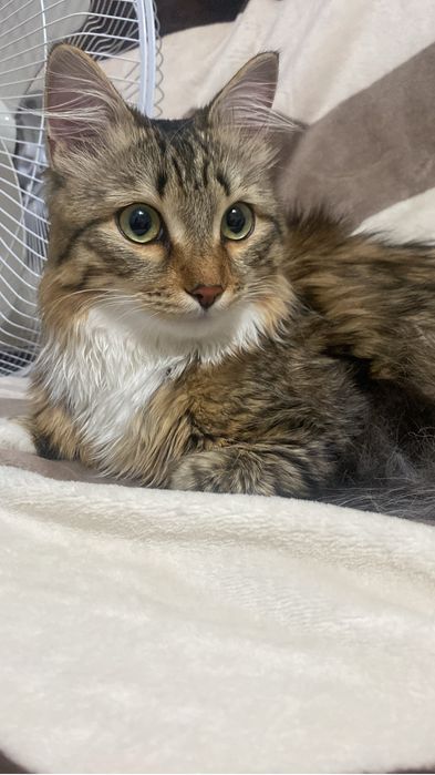 отдам котенка , 8 месяцев