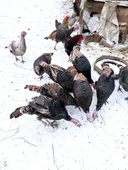 Vând curci și curcani  de anul acesta