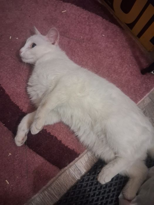 Кот мальчик в добрые руки