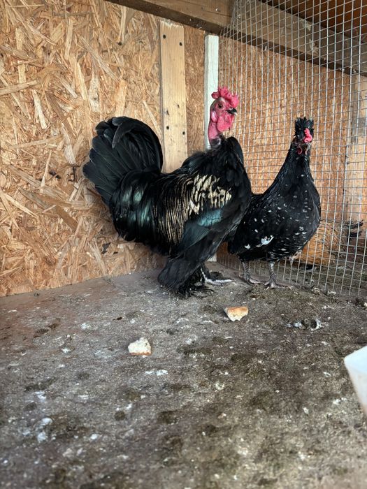 Gaini pitice schimb sau vind