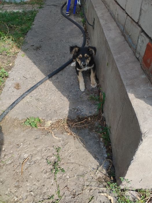 Отдадим щенка в хорошие руки