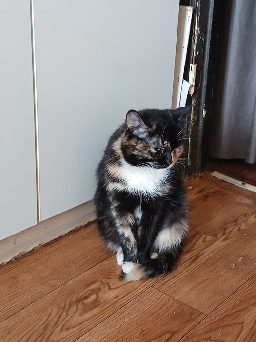 Необычная красотка