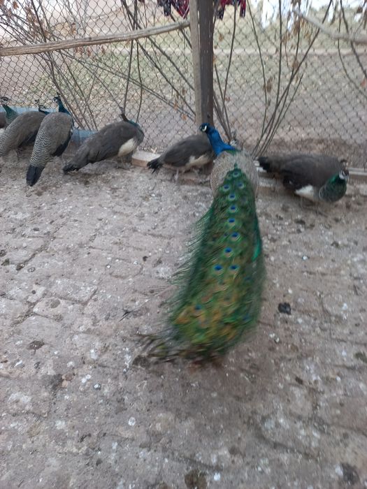 Товуслар сотилади