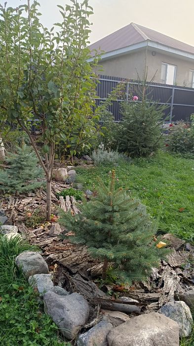 ель ,елка продам