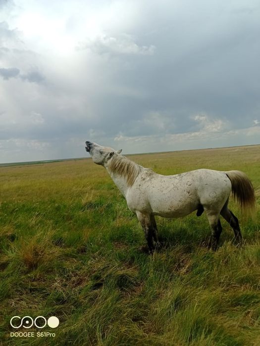 Продам жеребцов полутяж