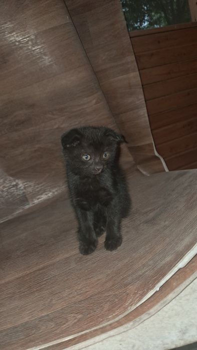 Отдам кошку с котятами.
