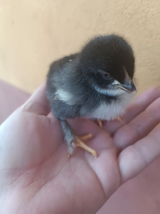 Pui de rasa araucana