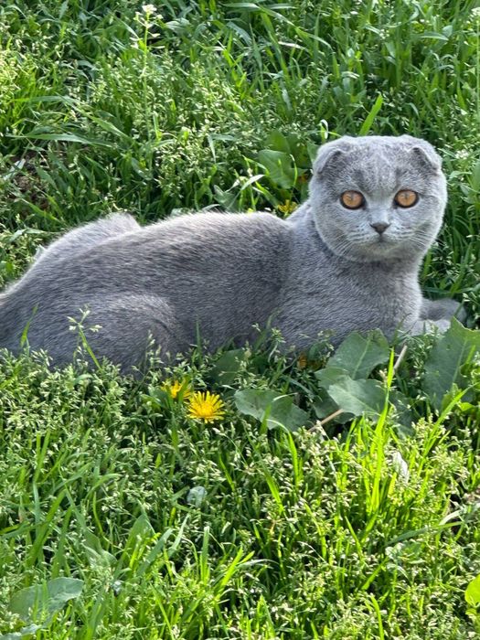 Продойотся скотиш фолд малчык