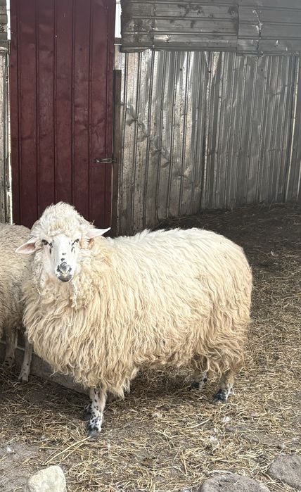 Oaie de un an de vanzare foarte buna