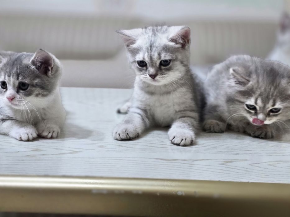 Британский шиншилла котята кошечки britanskiy shinshila mushuk bolalar