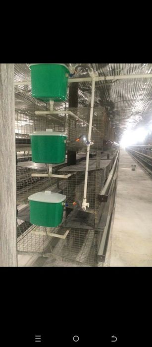 Loman sendi zotli tovuqlar sotiladi