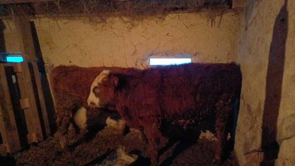 Продам 2 бычка отдельно