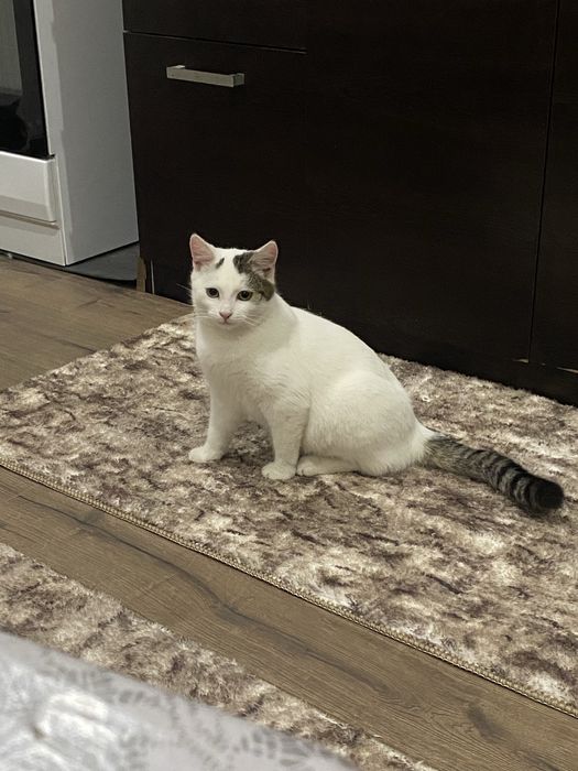 Подарявам малки котета.