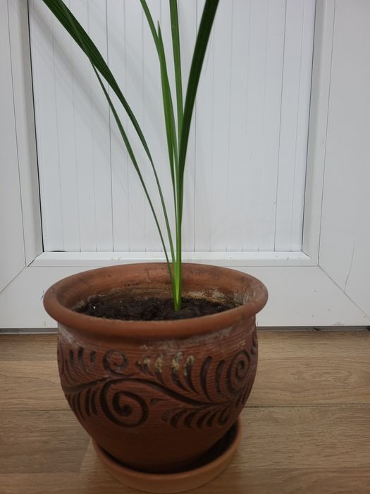 Комнатные растения разные продам.