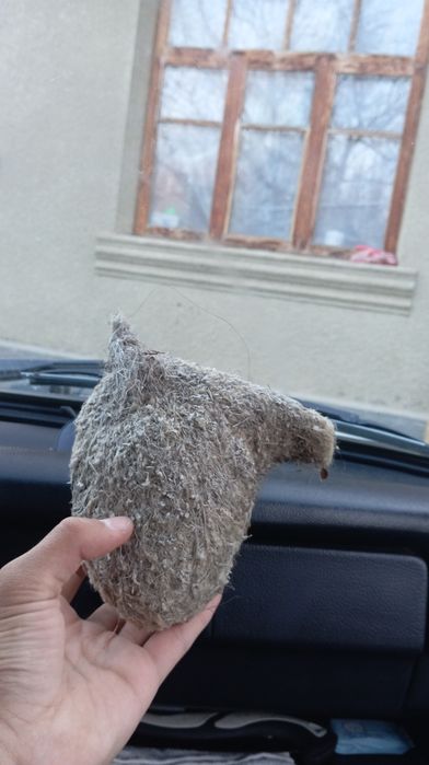 Құрқұлтайдың ұясы, Гнездо ремеза