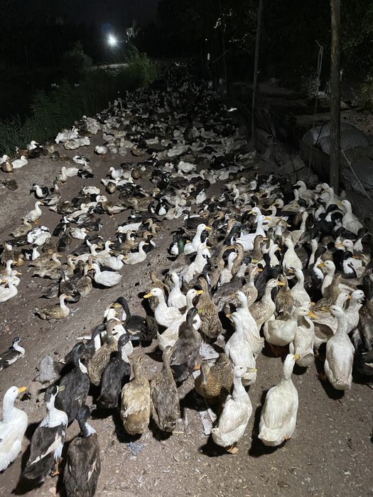 Optom ordaklar sotiladi