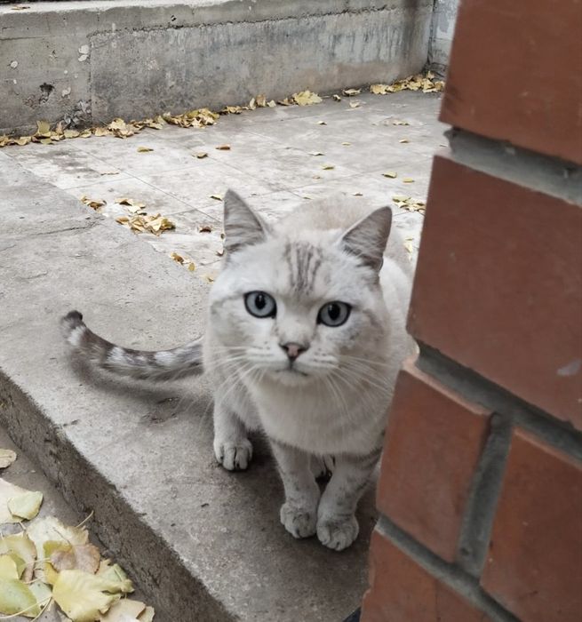 Светлый котик Моисей
