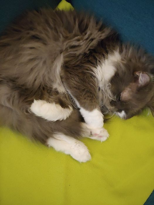 Подарявам котка