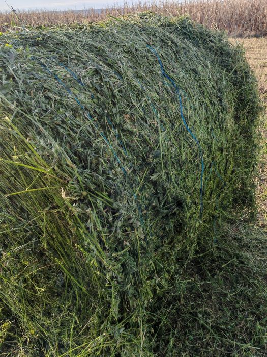 Baloti lucernă coasa 5